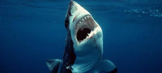shark-attack-660